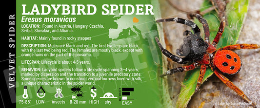Eresus moravicus 'Velvet' Spider