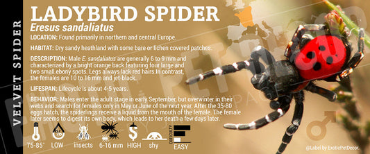 Eresus sandaliatus 'Ladybird' Spider