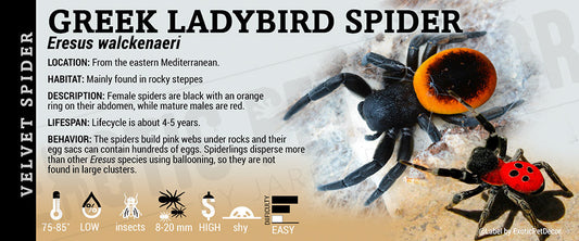 Eresus walckenaeri 'Greek Ladybird' Spider