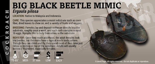 Ergaula pilosa 'Big Black Beetle Mimic' Roach