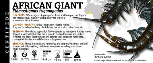Ethmostigmus trigonopodus 'African Giant' Centipede