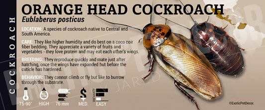 Eublaberus posticus 'Orange Head' Roach