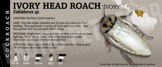 Eublaberus sp. 'Ivory Head' Roach