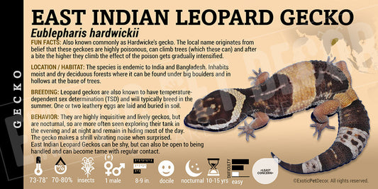 Eublepharis hardwickii 'Indian Leopard' Gecko