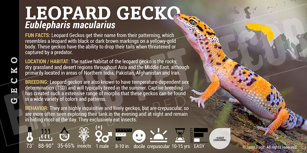 Eublepharis macularius 'Leopard' Gecko