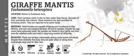Euchomenella heteroptera 'Giraffe' Mantis