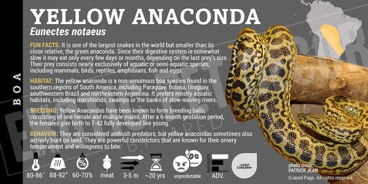 Eunectes notaeus 'Yellow Anaconda'