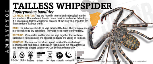 Euphrynichus bacillifer 'Tailless Whipspider'