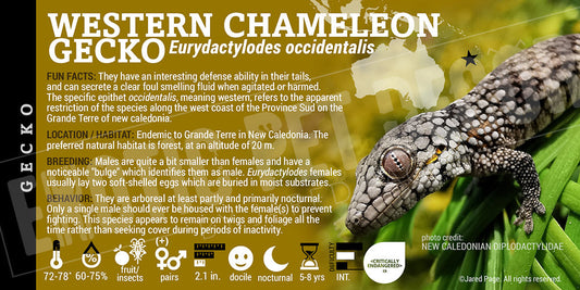 Eurydactylodes occidentalis 'Western Chameleon' Gecko