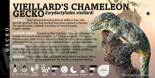 Eurydactylodes vieillardi 'Vieillard's Chameleon' Gecko