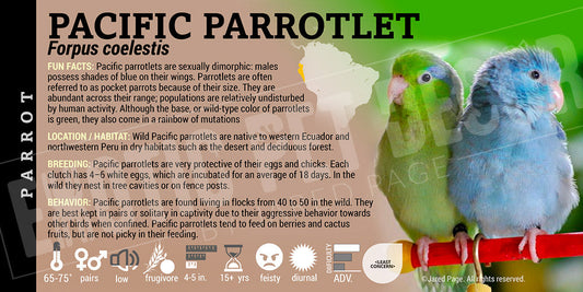 Forpus coelestis 'Pacific Parrotlet'