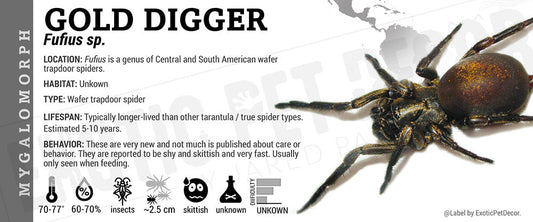 Fufius sp. 'Gold Gold Digger' Spider
