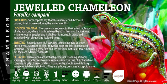 Furcifer campani 'Jewelled' Chameleon