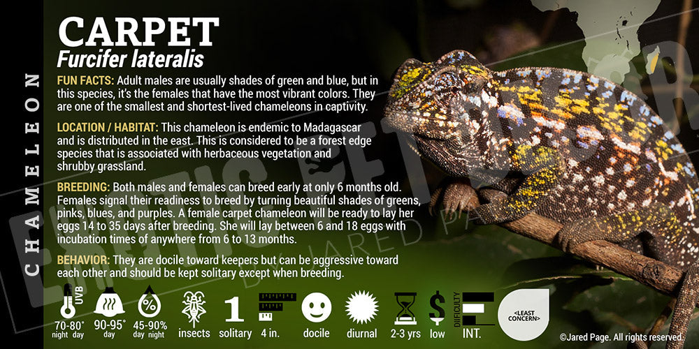 Furcifer lateralis 'Carpet' Chameleon