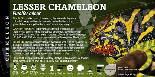 Furcifer minor 'Lessor' Chameleon