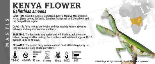 Galinthias amoena 'Kenya Flower' Mantis