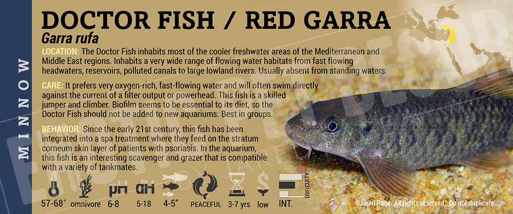 Garra rufa 'Doctor Fish Red Garra'