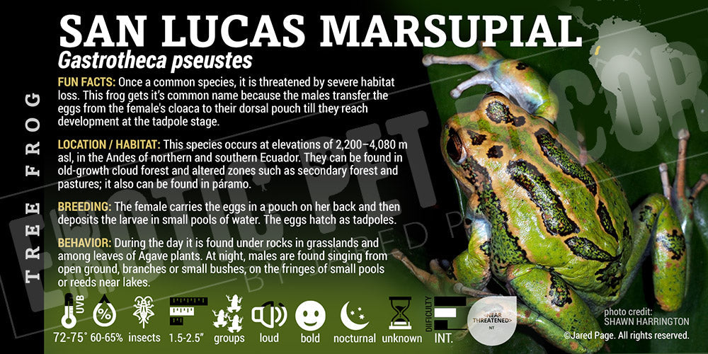 Gastrotheca pseustes 'San Lucas Marsupial Frog'