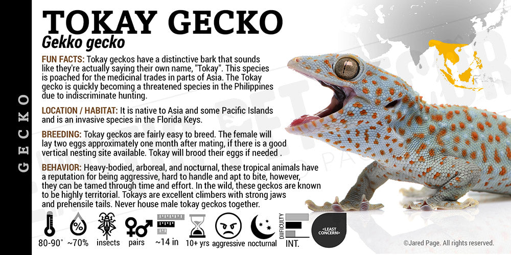 Gekko gekko 'Tokay' Gecko
