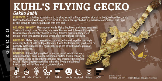 Gekko kuhli 'Flying' Gecko