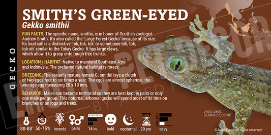 Gekko smithii 'Smith's Green Eyed' Gecko