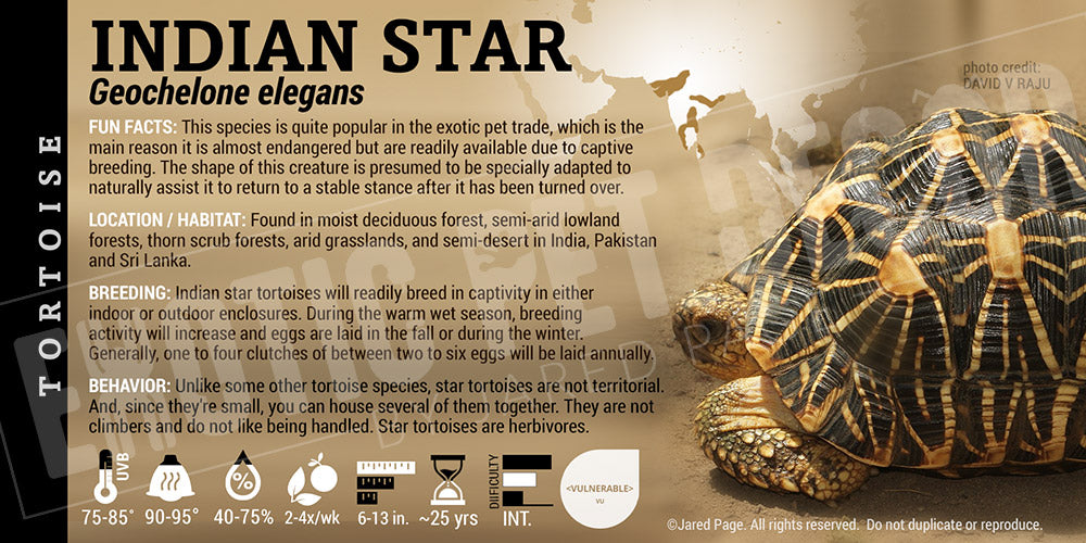 Geochelone elegans 'Indian Star' Tortoise