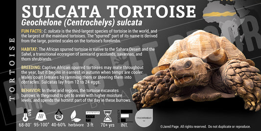 Geochelone sulcata 'Sulcata' Tortoise