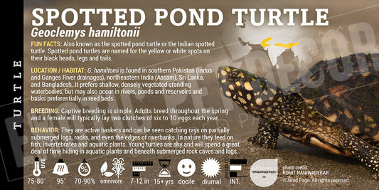 Geoclemys hamiltonii 'Black Pond' Turtle