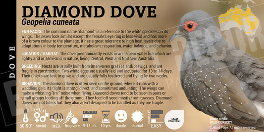 Geopelia cuneata 'Diamond Dove'
