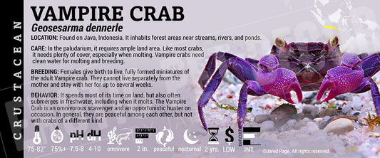 Geosesarma dennerle 'Vampire Crab'