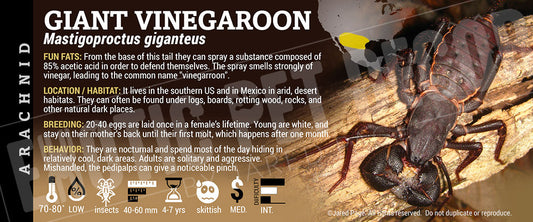 Mastigoproctus giganteus 'Giant Vinegaroon'