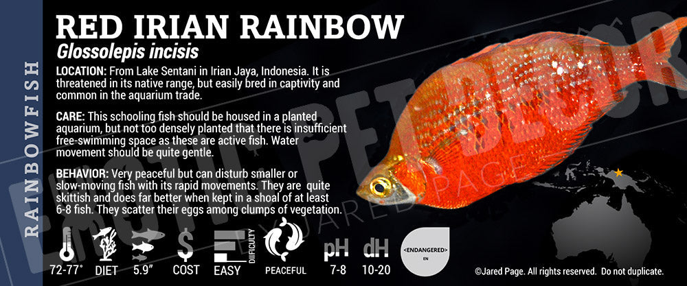 Glossolepis incisis 'Red Rainbow Fish'