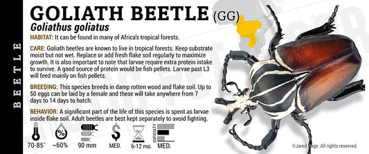 Goliathus goliatus 'Goliath' Beetle