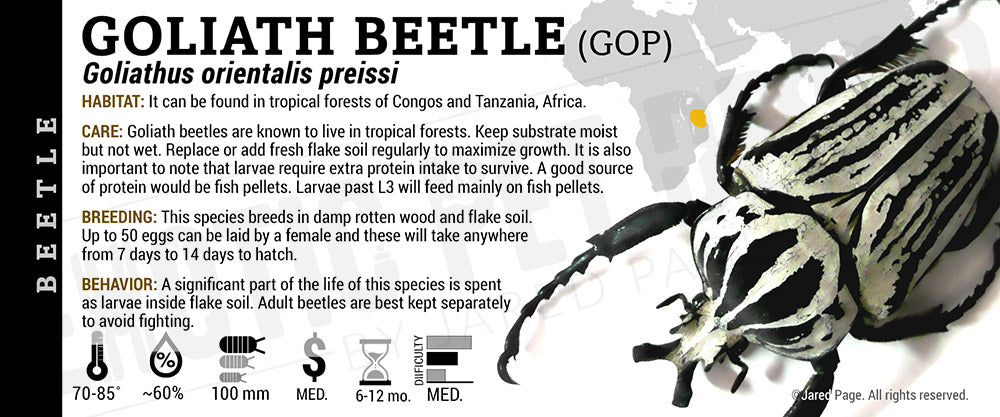 Goliathus orientalis preissi 'Goliath (GOP)' Beetle