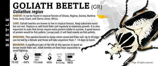 Goliathus regius 'Goliath (GR)' Beetle