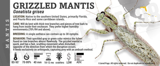 Gonatista grisea 'Grizzled' Mantis
