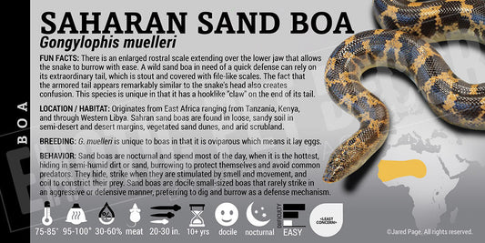 Gongylophis muelleri 'Saharan Sand' Boa