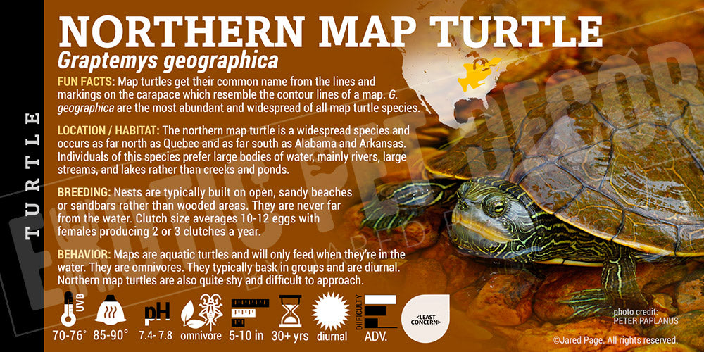 Graptemys Geographica