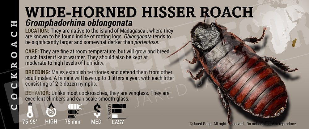 Gromphadorhina oblongonata 'Wide Horned Hisser' Roach