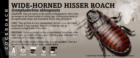 Gromphadorhina oblongonata 'Wide Horned Hisser' Roach