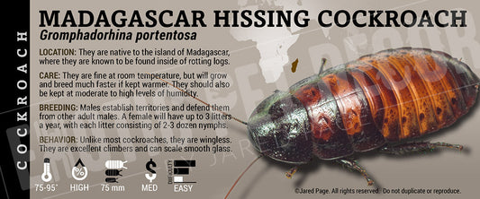 Gromphadorhina portentosa 'Madagascar Hissing' Roach