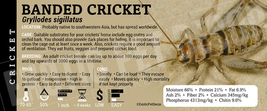 Gryllodes sigillatus 'Banded Cricket' Feeder