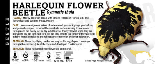 Gymnetis thula 'Harlequin Flower' Beetle