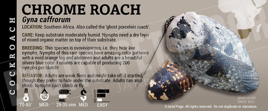 Gyna caffrorum 'Chrome' Roach
