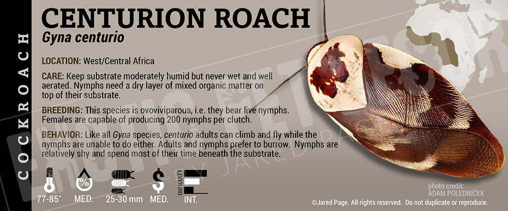 Gyna centurio 'Centurion' Roach