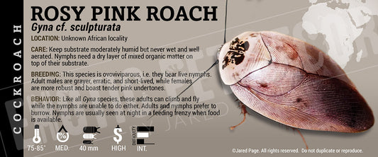 Gyna cf. sculpurata 'Rosy Pink' Roach