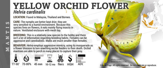 Helvia cardinalis 'Yellow Orchid Flower' Mantis