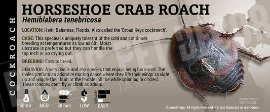 Hemiblabera tenebricosa 'Horseshoe Crab' Roach