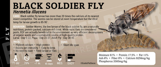 Hermetia illucens 'Black Soldier Fly Larvae' Feeder