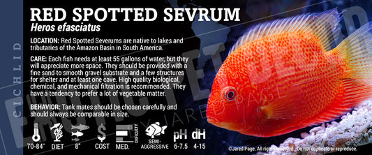 Heros efasciatus 'Red Spotted Sevrum Fish'